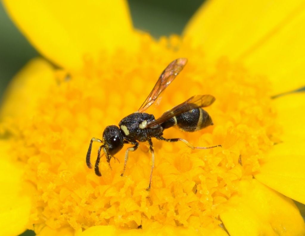 Vespidae Eumeninae: Leptochilus regulus, maschio